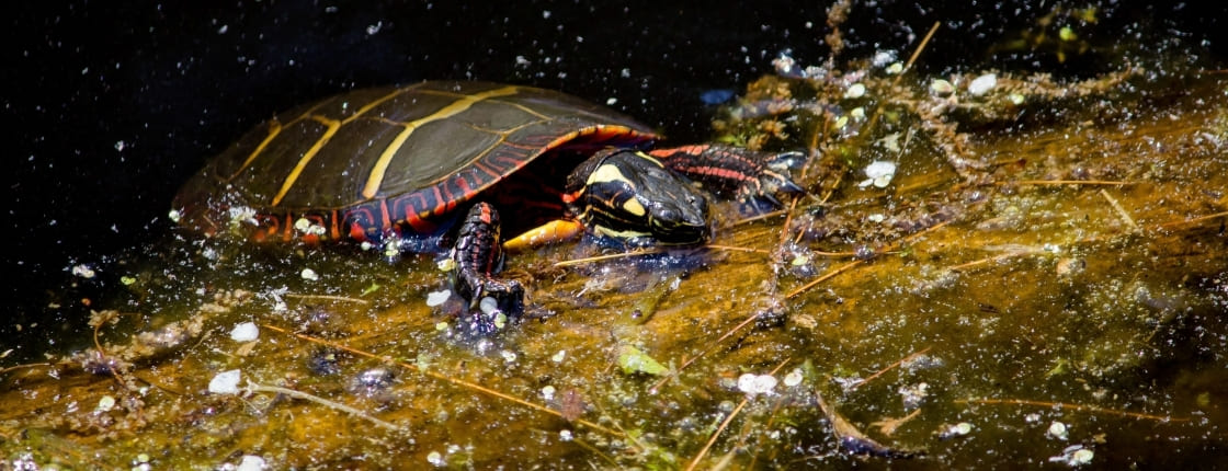 B.Sc. Animal and Environmental Biology (Zoology)